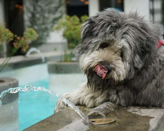 quanta-acqua-devono-bere-cane-e-gatto