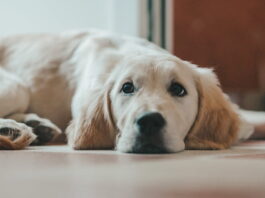 secondo-cane-in-casa