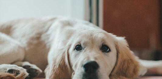 secondo-cane-in-casa