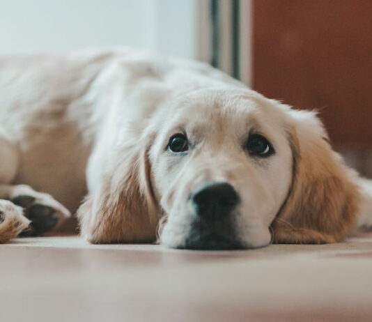 Arrivo di un secondo cane in casa? Ecco alcuni consigli secondo-cane-in-casa