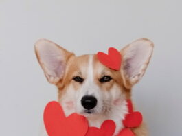 tecniche-di-corteggiamento-degli-animali