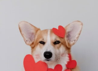 tecniche-di-corteggiamento-degli-animali