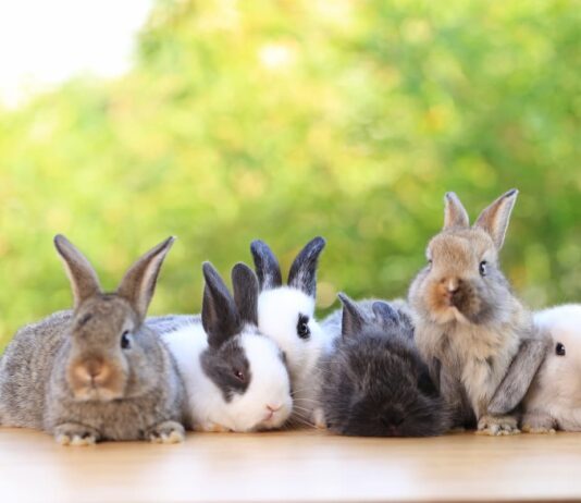 accoppiamento del coniglio