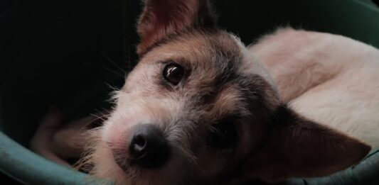accumulatore di animali