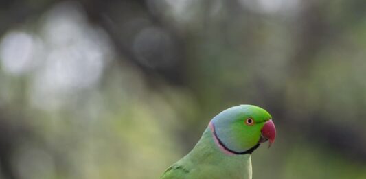 allevare-un-parrocchetto