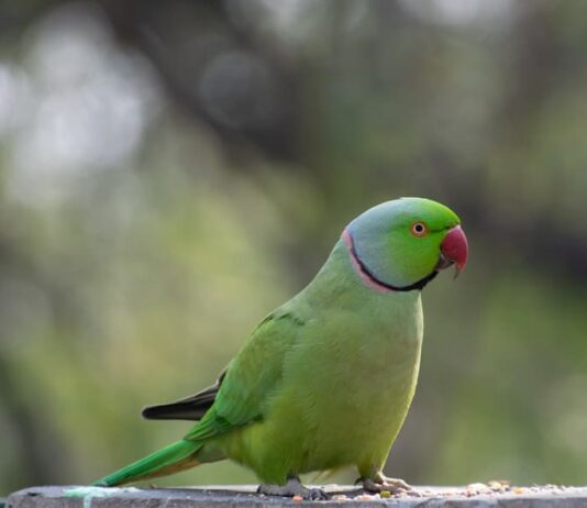 allevare-un-parrocchetto