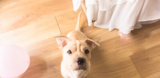 Arrivo di un cucciolo a casa: ecco alcuni consigli arrivo di un cucciolo a casa