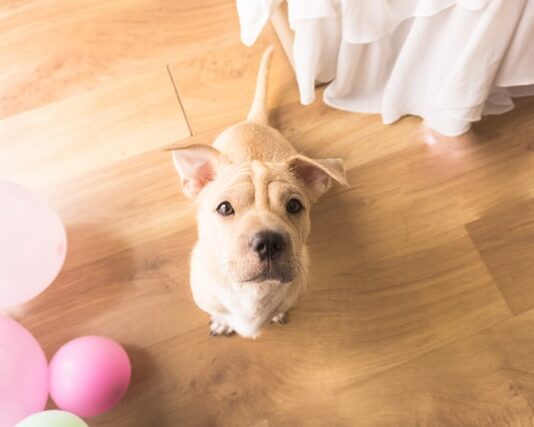Arrivo di un cucciolo a casa: ecco alcuni consigli arrivo di un cucciolo a casa