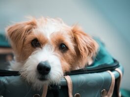 attività fisica del cane