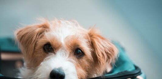 attività fisica del cane