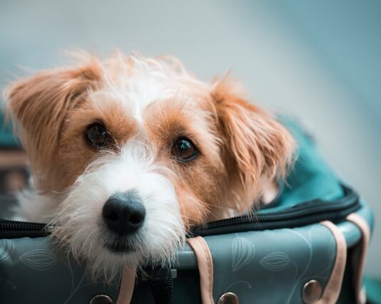 attività fisica del cane
