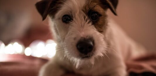 cane stressato sintomi