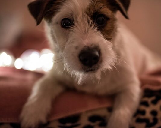 cane stressato sintomi