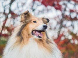 I cinque cani più famosi nella storia del cinema e della televisione cani famosi cinema