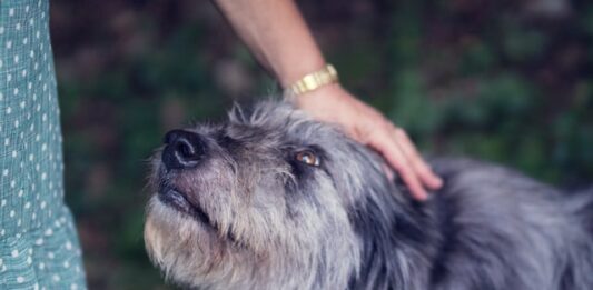 cani vittime violenza