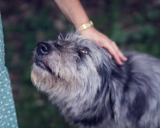 Livorno, canile municipale gratuito per i cani delle donne vittime di violenza cani vittime violenza