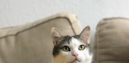 come-scegliere-una-pensione-per-gatti