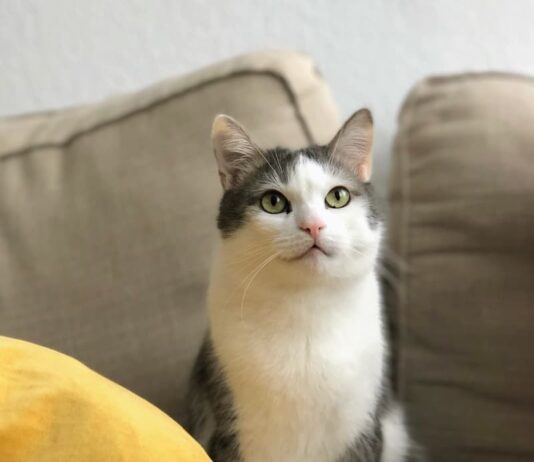 Come scegliere una pensione per gatti? Ecco qualche consiglio come-scegliere-una-pensione-per-gatti