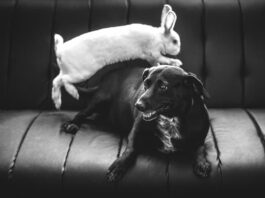 convivenza-tra-cane-e-coniglio
