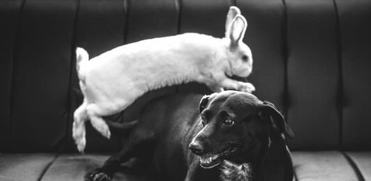 convivenza-tra-cane-e-coniglio