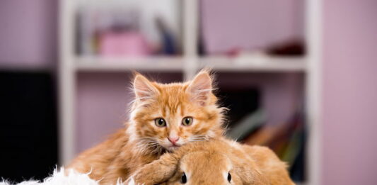 Convivenza tra gatto e coniglio: come farli andare d’accordo? convivenza-tra-gatto-e-coniglio