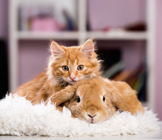 convivenza-tra-gatto-e-coniglio