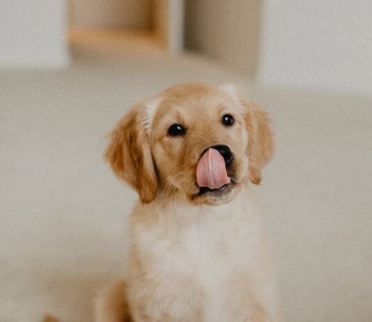 Corretto utilizzo degli antiparassitari per il cane: ecco tre cose da sapere corretto-utilizzo-degli-antiparassitari-per-il-cane