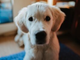 diarrea nei cuccioli di cane