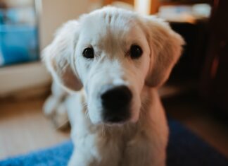 diarrea nei cuccioli di cane