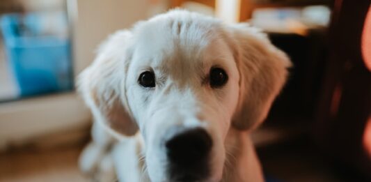diarrea nei cuccioli di cane
