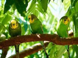 frutti di bosco per uccelli