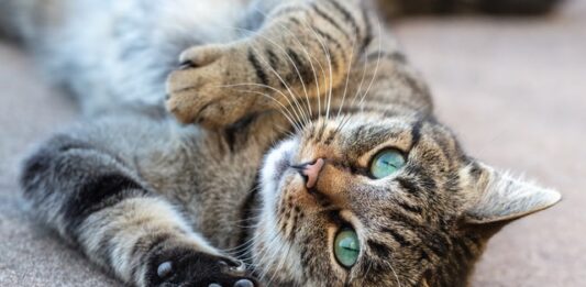 artigli dei gatti