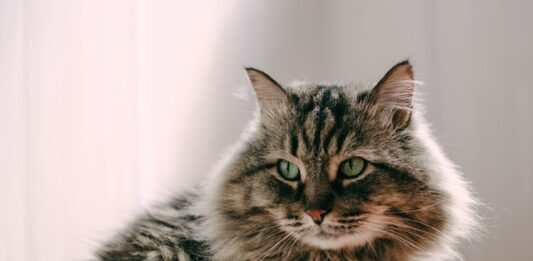 Covid-19, primo caso in Italia di variante inglese su un gatto gatto covid