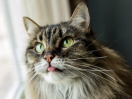 gatto e sapore dolce