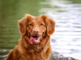 labbro leporino cane