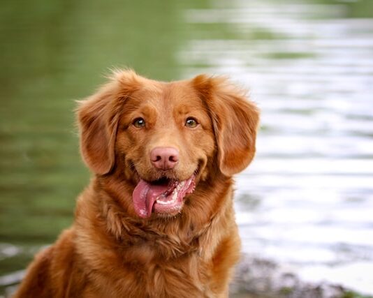 Labbro leporino e palatoschisi nel cane: cause e cura labbro leporino cane