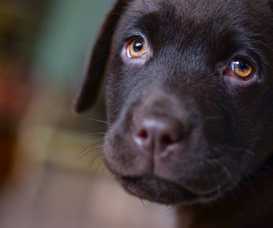 labrador cucciolo