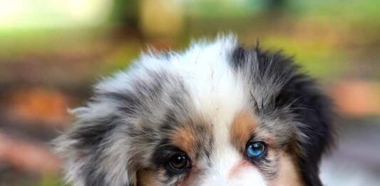 La musicoterapia come, quando e perché può essere utile per il cane? musicoterapia-per-il-cane