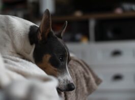 obesità-e-fattori-di-predisposizione-nel-cane-e-nel-gatto