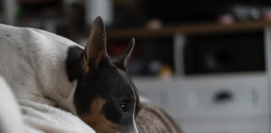 obesità-e-fattori-di-predisposizione-nel-cane-e-nel-gatto