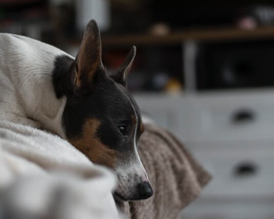 obesità-e-fattori-di-predisposizione-nel-cane-e-nel-gatto