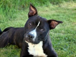 patentino-per-i-proprietari-di-cani