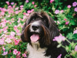 allergia ai pollini nel cane