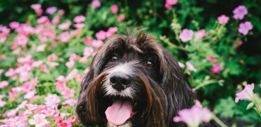 Allergia ai pollini nel cane: ecco cosa fare e come comportarsi allergia ai pollini nel cane