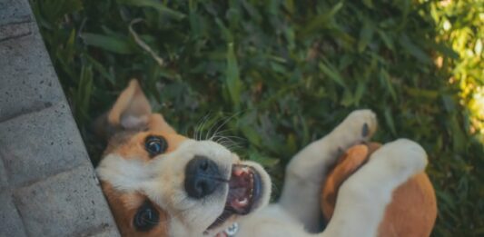 posizione corpo cane