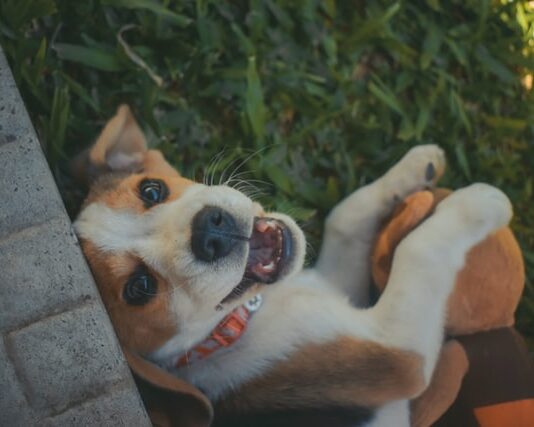 posizione corpo cane