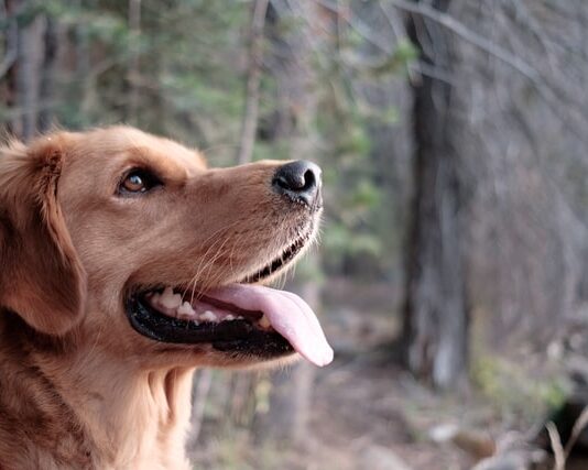 quantità di cibo per il cane