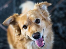 L’importanza dello spazio nella comunicazione tra cane e pet owner spazio comunicazione cane