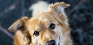 spazio comunicazione cane