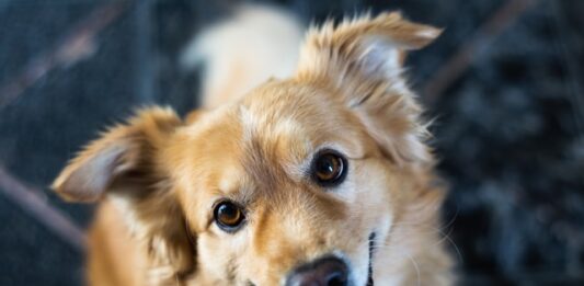 spazio comunicazione cane